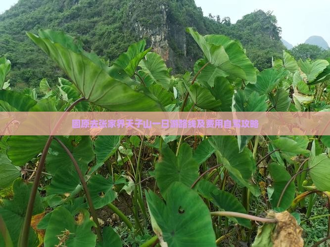 固原去张家界天子山一日游路线及费用自驾攻略