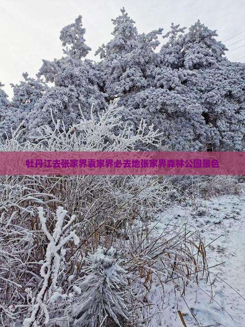 牡丹江去张家界袁家界必去地张家界森林公园景色