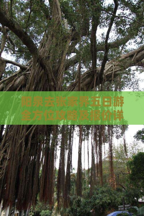 阳泉去张家界五日游全方位攻略及报价详情