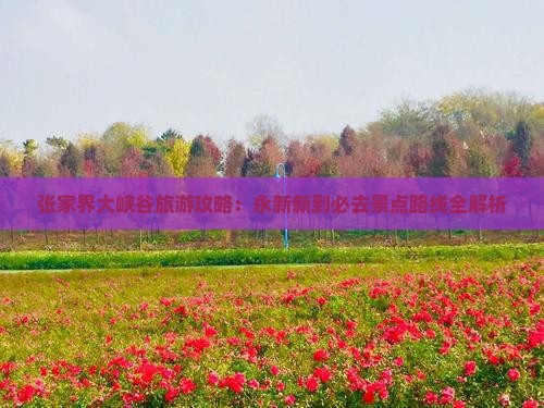 张家界大峡谷旅游攻略：永新新到必去景点路线全解析