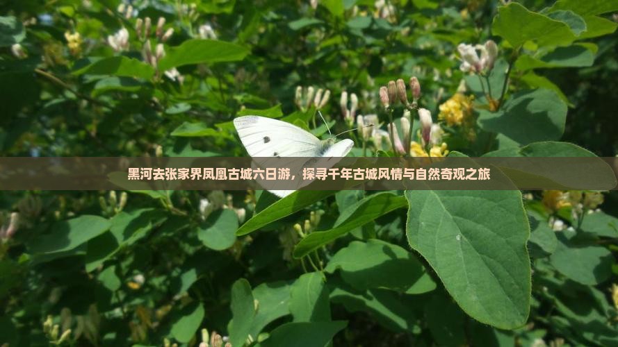 黑河去张家界凤凰古城六日游，探寻千年古城风情与自然奇观之旅