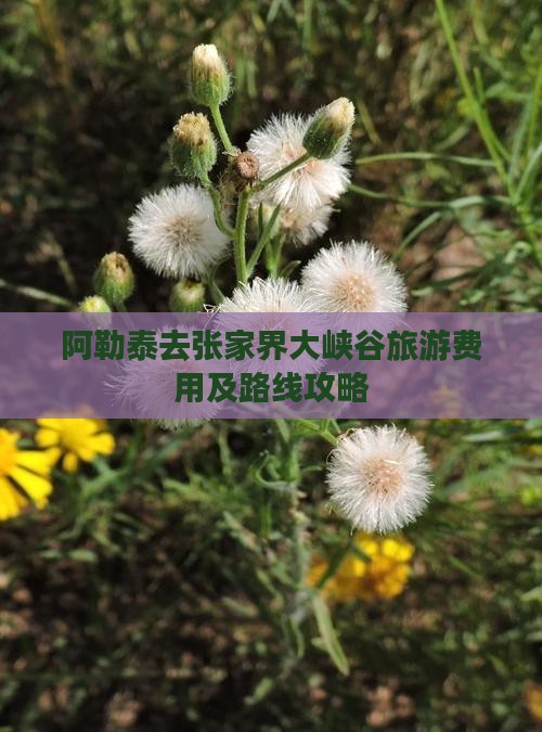 阿勒泰去张家界大峡谷旅游费用及路线攻略