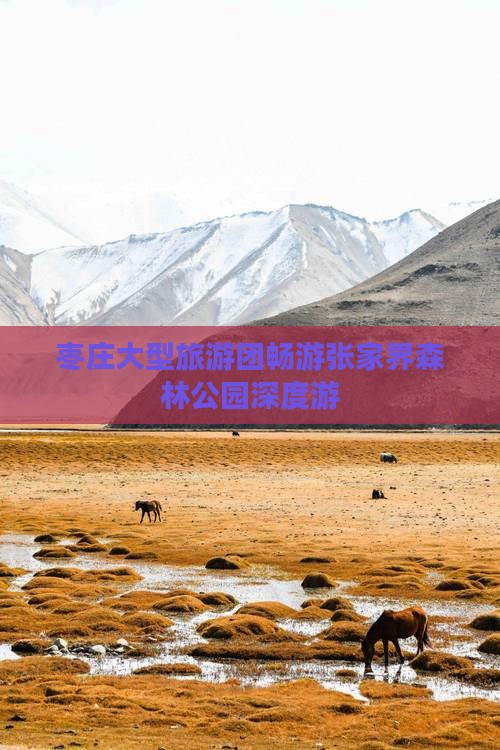 枣庄大型旅游团畅游张家界森林公园深度游