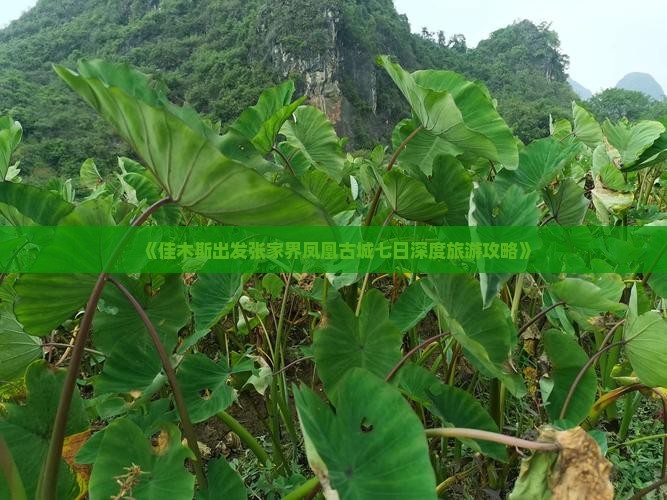 《佳木斯出发张家界凤凰古城七日深度旅游攻略》