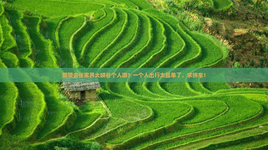醴陵去张家界大峡谷个人游？一个人出行太孤单了，求拼车！