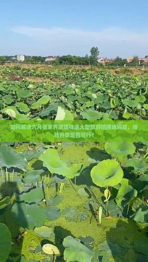 如何解决六月张家界玻璃栈道大型旅游团拥堵问题，体验升级是否可行？