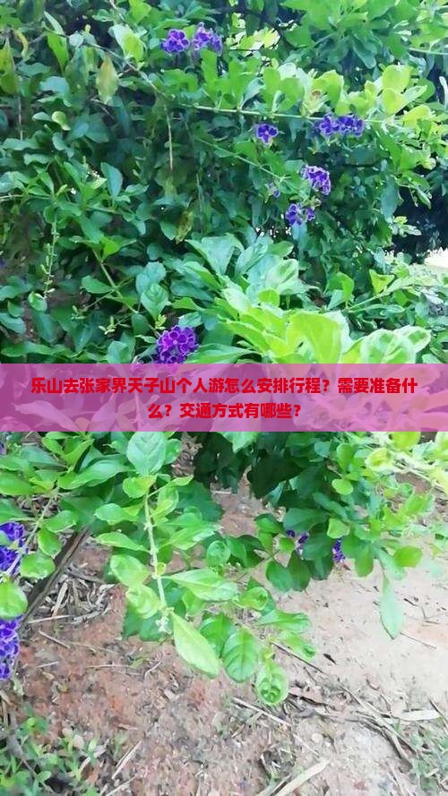 乐山去张家界天子山个人游怎么安排行程？需要准备什么？交通方式有哪些？
