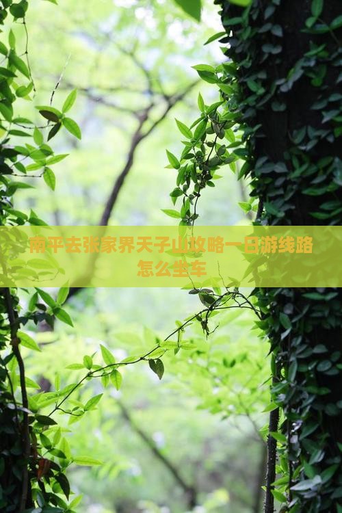 南平去张家界天子山攻略一日游线路怎么坐车