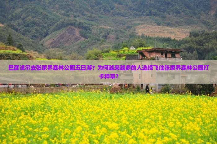巴彦淖尔去张家界森林公园五日游？为何越来越多的人选择飞往张家界森林公园打卡种草？