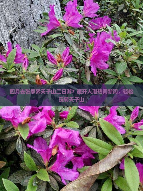 四月去张家界天子山二日游？避开人潮热词新词，轻松玩转天子山