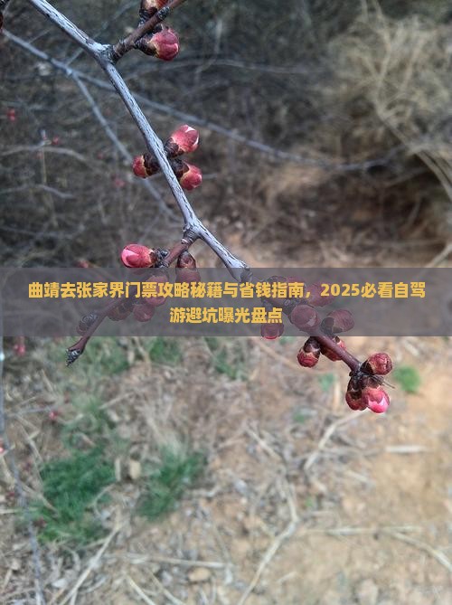 曲靖去张家界门票