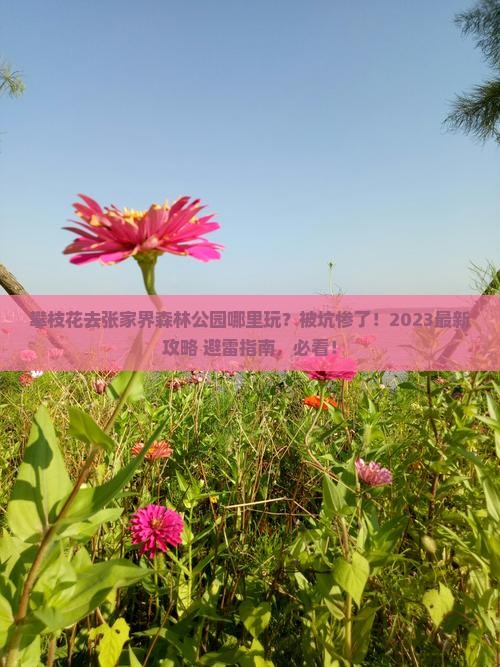 攀枝花去张家界森林公园哪里玩
