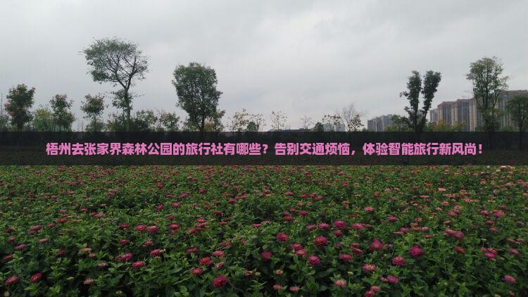梧州去张家界森林公园旅行社