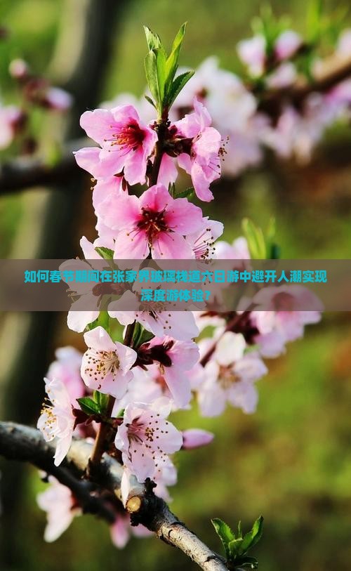 如何春节期间在张家界玻璃栈道六日游中避开人潮实现深度游体验？