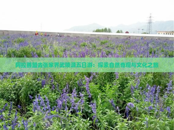 阿拉善盟去张家界武陵源五日游：探索自然奇观与文化之旅