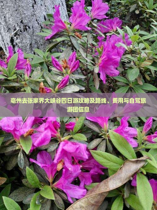 亳州去张家界大峡谷四日游攻略及路线、费用与自驾旅游团信息
