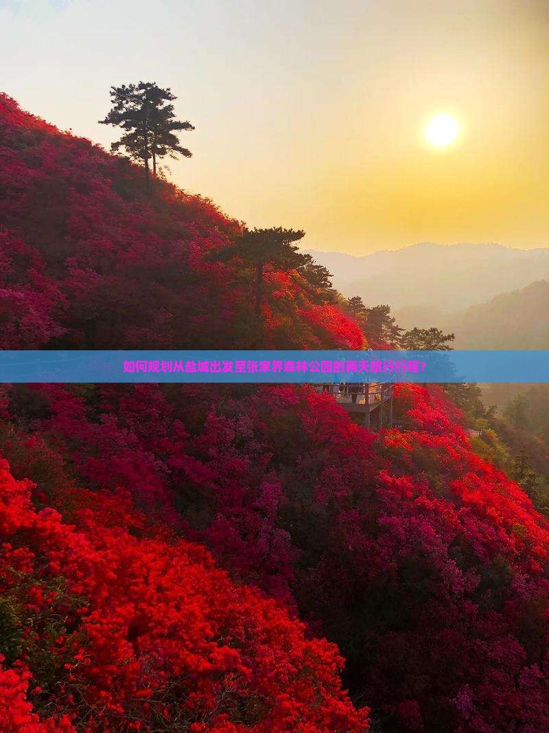 如何规划从盐城出发至张家界森林公园的两天旅行行程？