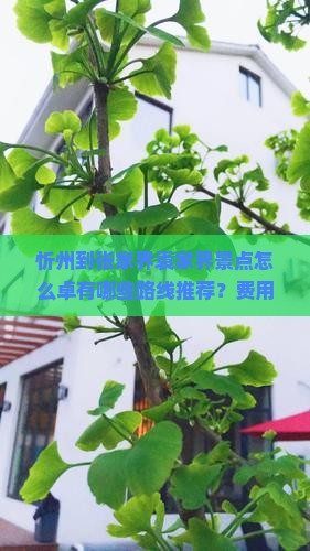 忻州到张家界袁家界景点怎么卓有哪些路线推荐？费用大概是多少？