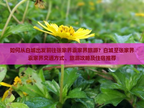 如何从白城出发前往张家界袁家界旅游？白城至张家界袁家界交通方式、旅游攻略及住宿推荐