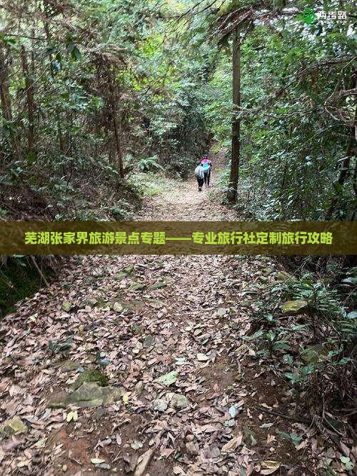 芜湖张家界旅游景点专题——专业旅行社定制旅行攻略