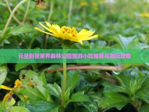 元旦到张家界森林公园旅游小吃推荐与游玩攻略