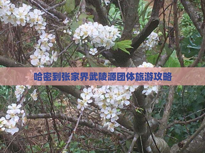 哈密到张家界武陵源团体旅游