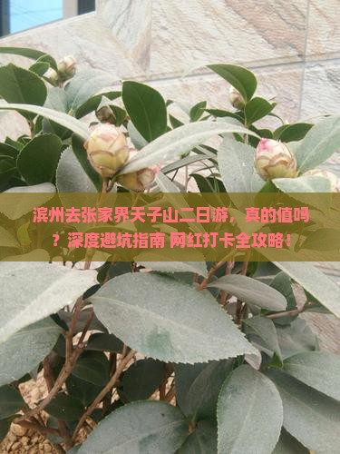 滨州去张家界天子山二日游