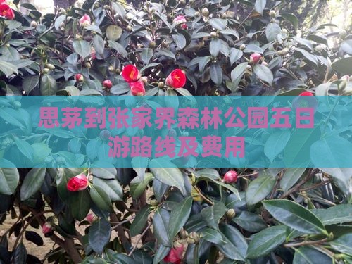 思茅到张家界森林公园五日游路线及费用