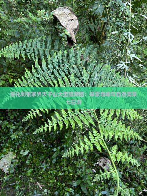 绥化到张家界天子山大型旅游团：探索奇峰与自然美景七日游