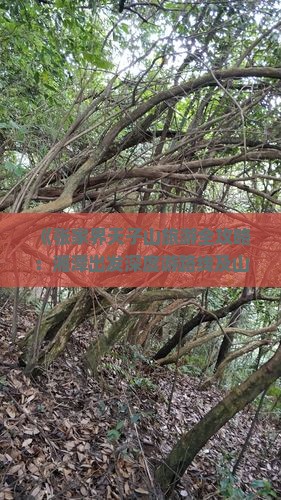 《张家界天子山旅游全攻略：湘潭出发深度游路线及山景景点详解》