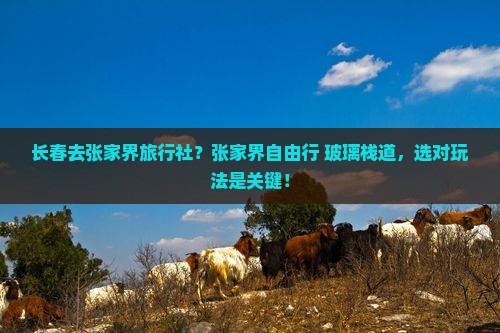 长春去张家界旅行社？张家界自由行+玻璃栈道，选对玩法是关键！