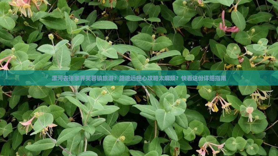 漯河去张家界芙蓉镇旅游？路途远担心攻略太麻烦？快看这份详细指南