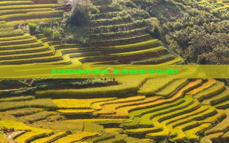 想去张家界森林公园旅游，绥化有哪些旅行社可以推荐？