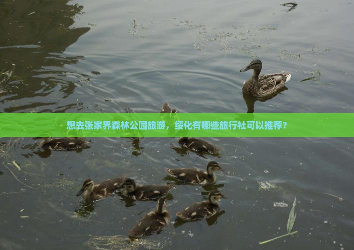 想去张家界森林公园旅游，绥化有哪些旅行社可以推荐？