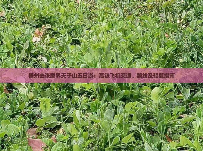 梧州去张家界天子山五日游：高铁飞机交通、路线及预算指南