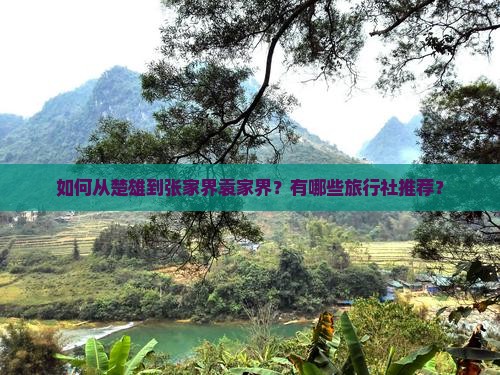 如何从楚雄到张家界袁家界？有哪些旅行社推荐？