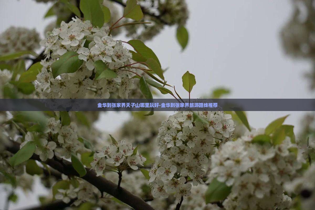 金华到张家界天子山哪里玩好-金华到张家界旅游路线推荐