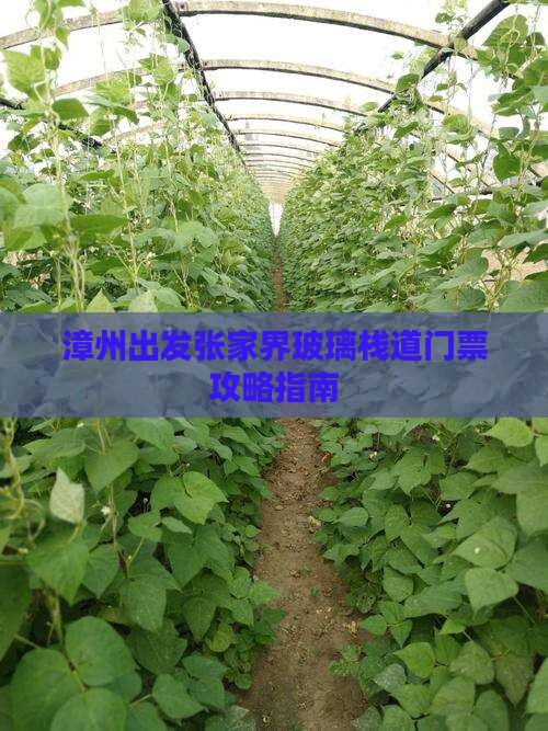 漳州出发张家界玻璃栈道门票攻略指南