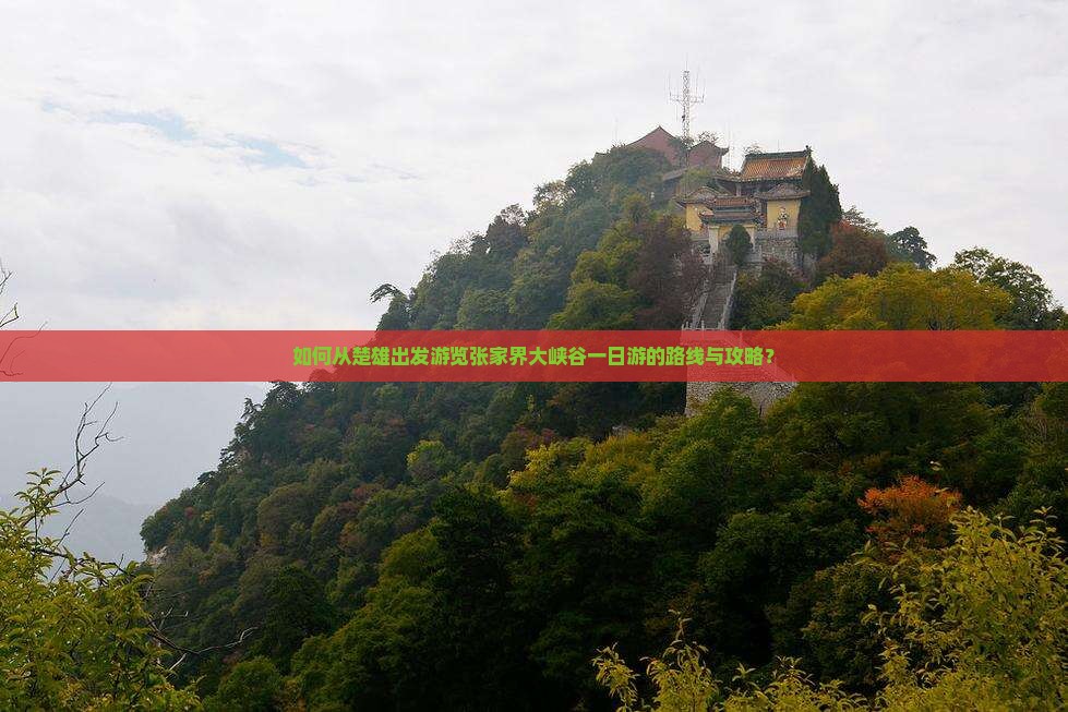 如何从楚雄出发游览张家界大峡谷一日游的路线与攻略？