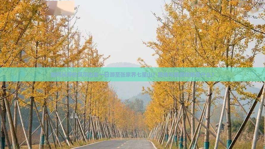 如何从呼伦贝尔出发一日游至张家界七星山？路线与旅游攻略是什么？
