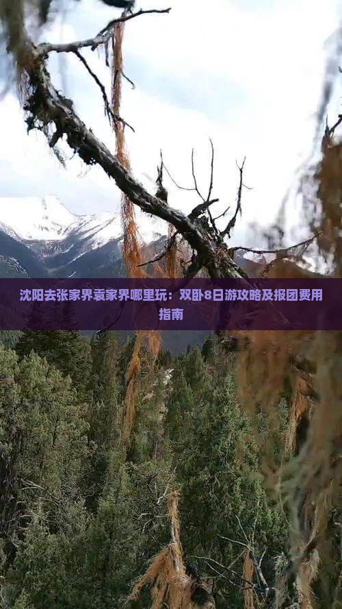 沈阳去张家界袁家界哪里玩：双卧8日游攻略及报团费用指南