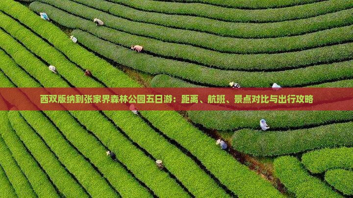 西双版纳到张家界森林公园五日游：距离、航班、景点对比与出行攻略