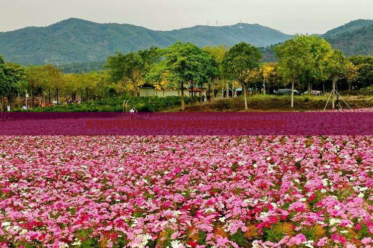 春节如何规划张家界袁家界旅行全攻略及实用问答？