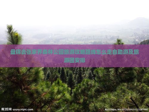 盘锦去张家界森林公园旅游