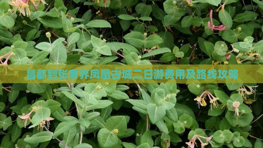 昌都到张家界凤凰古城二日游费用及路线攻略