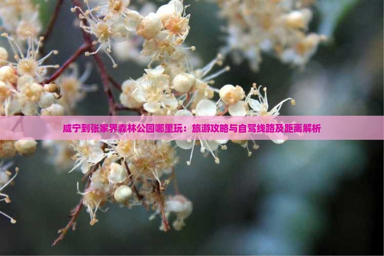 咸宁到张家界森林公园哪里玩：旅游攻略与自驾线路及距离解析