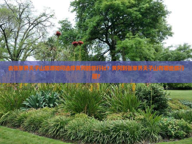 去张家界天子山旅游如何选择黄冈的旅行社？黄冈到张家界天子山有哪些旅行团？