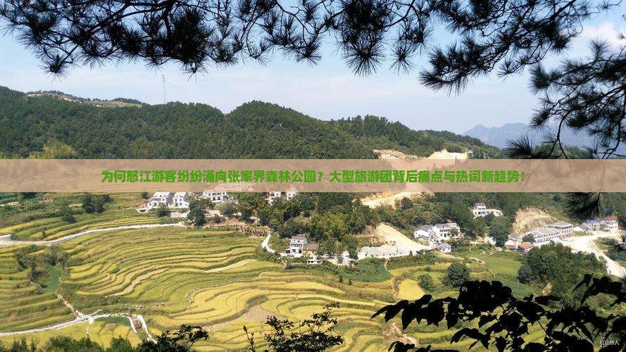 为何怒江游客纷纷涌向张家界森林公园？大型旅游团背后痛点与热词新趋势！