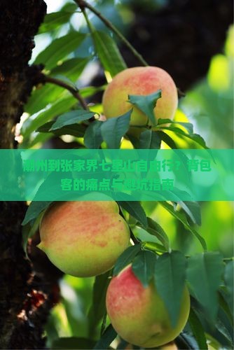 潮州到张家界七星山自由行？背包客的痛点与避坑指南