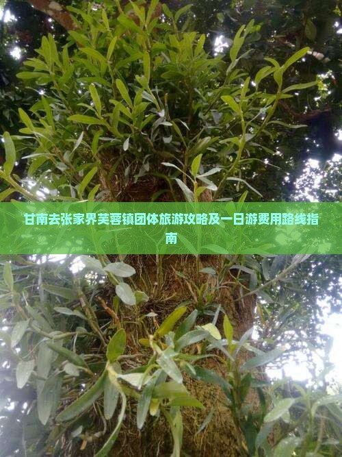 甘南去张家界芙蓉镇团体旅游攻略及一日游费用路线指南